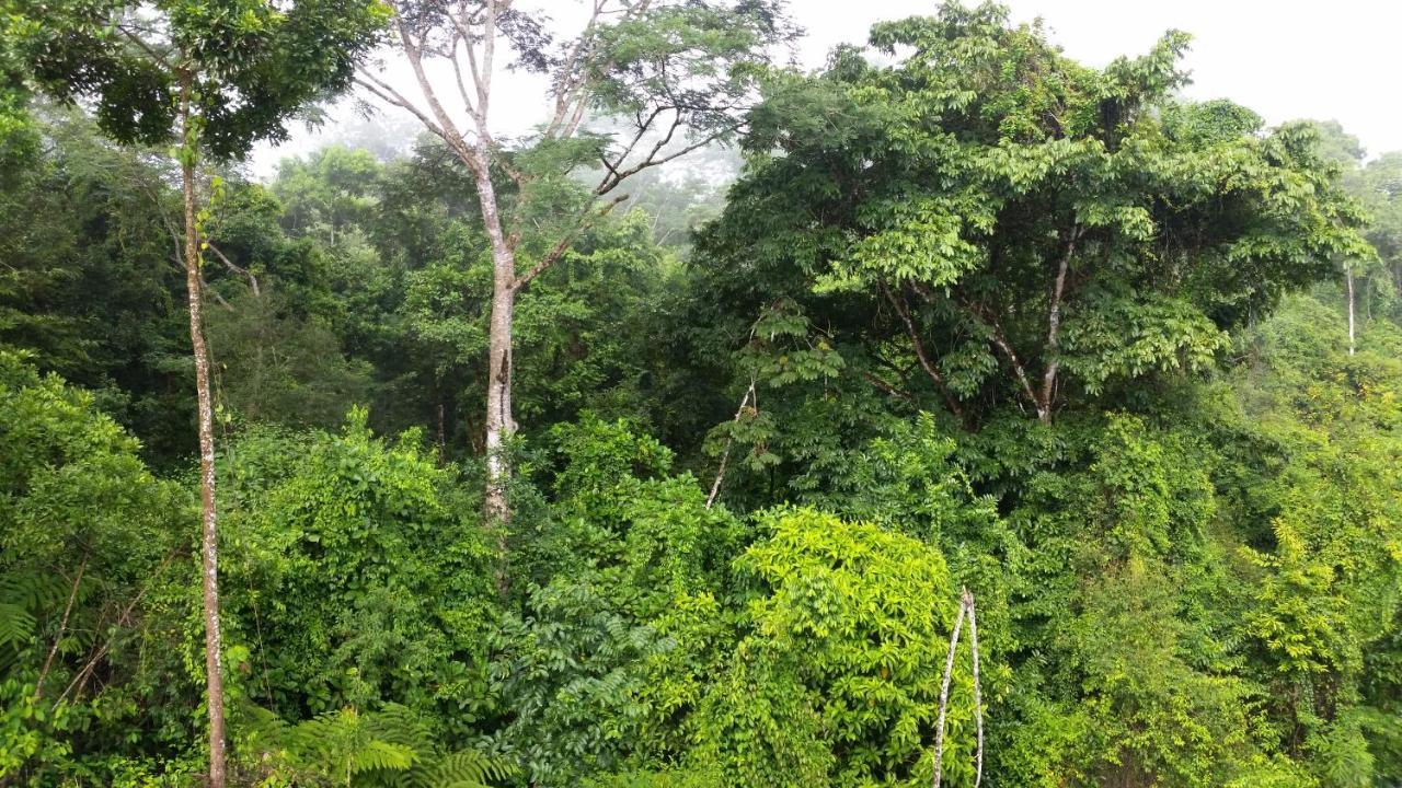 Finca Sueno De Osa Puerto Jiménez Exteriör bild